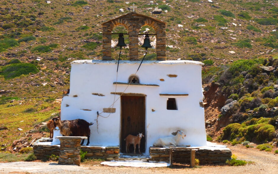 Goats on a chapel roof on the Greek island of Andros